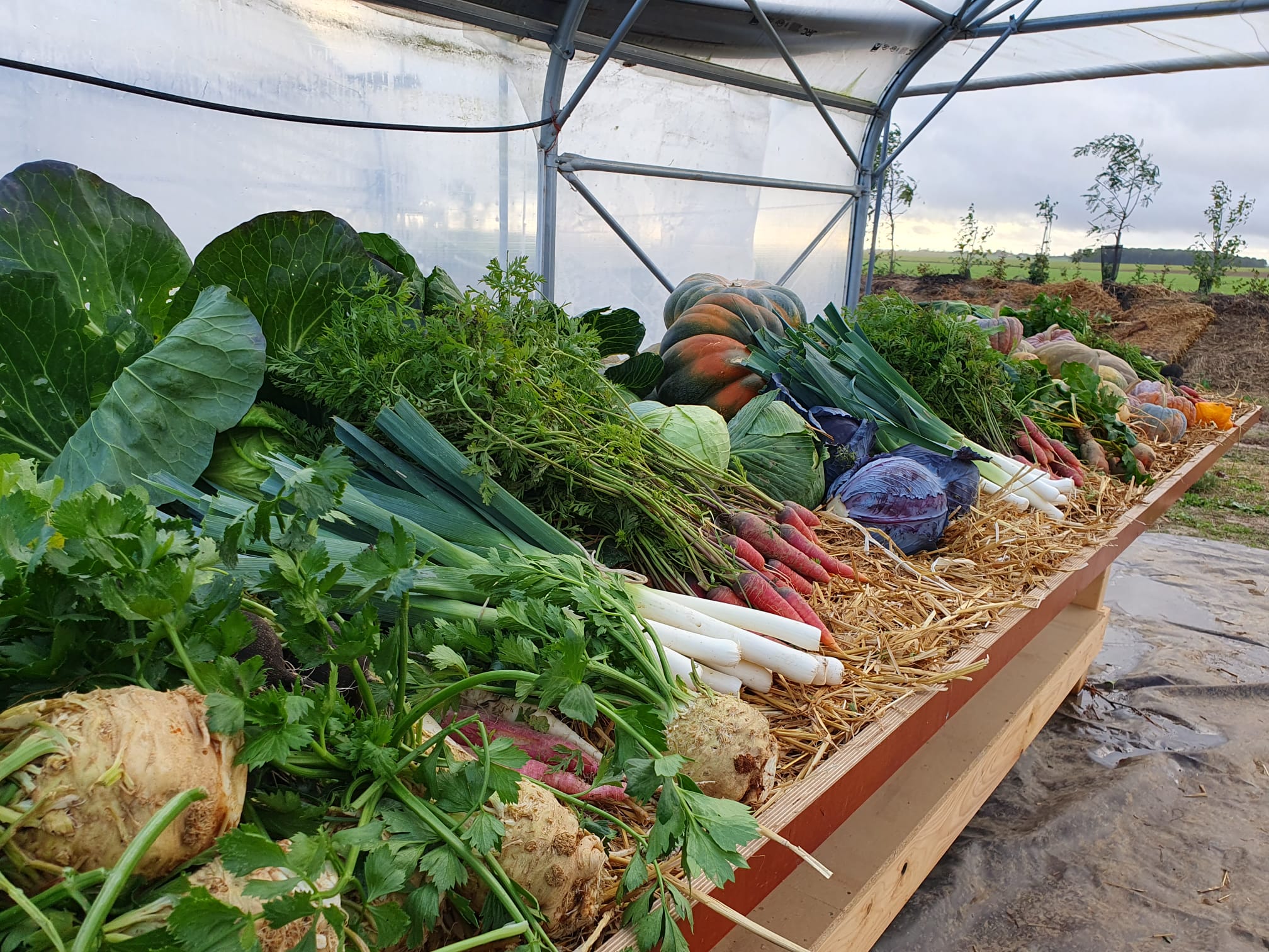 Étalage de légumes 2023