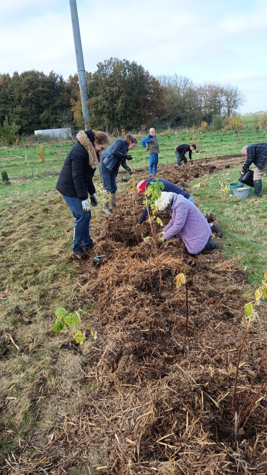 Bénévoles plantant des arbres