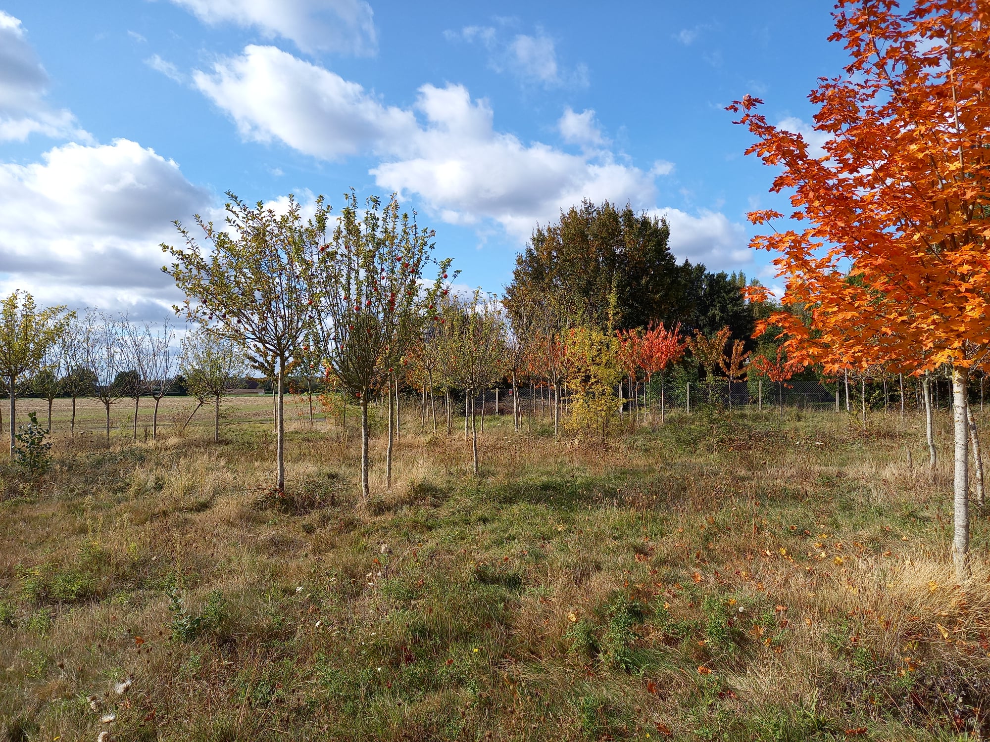 Chantier de plantation du 27 novembre